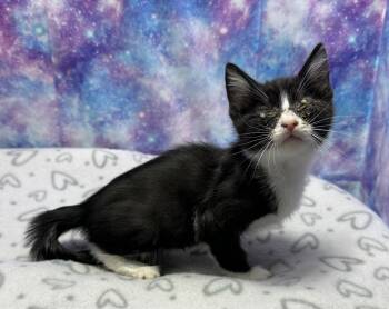 Domestic Short Hair Cats Available for Adoption in Washington Court House, Ohio - Stratos | PetCurious