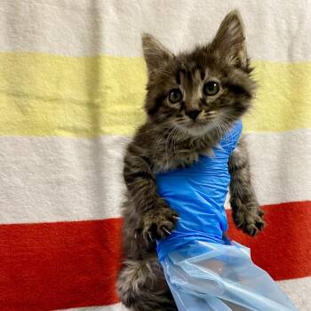Enoki Mushroom -  Domestic Short Hair Cat for Adoption in Cheyenne, Wyoming - Enoki Mushroom | PetCurious