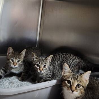 Rescue Domestic Short Hair Cats for Adoption in Walker, Michigan - Perez | PetCurious