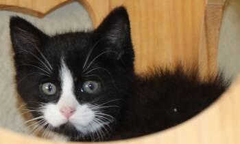 Rescue Domestic Short Hair Cats for Adoption in Huron, South Dakota - Sir Whiskers | PetCurious