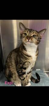 Expi -  Bengal Cat for Adoption in Las Vegas, Nevada - Expi | PetCurious