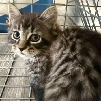 Vivienne -  Domestic Medium Hair Cat for Adoption in Trenton, New Jersey - Vivienne | PetCurious