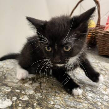 Domestic Short Hair Cats Available for Adoption in Overland Park, Kansas - Mittsu | PetCurious