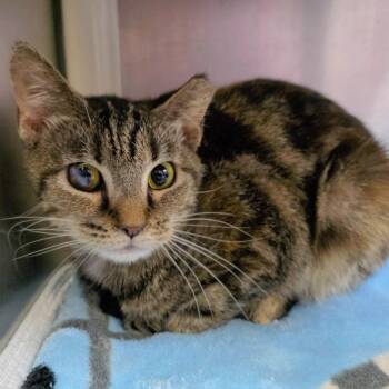 Domestic Short Hair Cats Available for Adoption in New Cumberland, West Virginia - Joplin | PetCurious