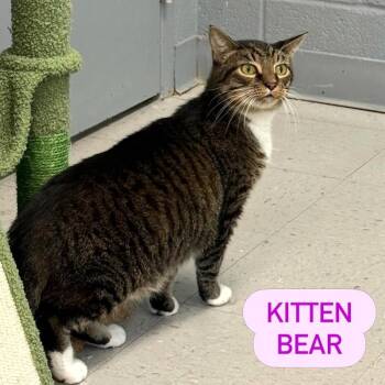 KITTEN BEAR -  Tabby Cat for Adoption in Pegram, Tennessee - KITTEN BEAR | PetCurious