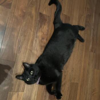 Domestic Short Hair Cats Available for Adoption - Nori | PetCurious