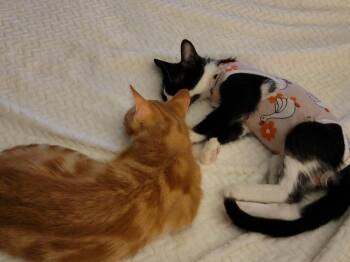 Archie & Ronnie -  Domestic Short Hair Cat for Adoption in Mississauga, Ontario - Archie & Ronnie | PetCurious