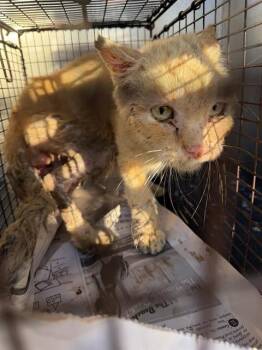 Domestic Short Hair Cats Available for Adoption - ERICKA | PetCurious