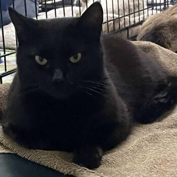 Rescue Domestic Short Hair Cats for Adoption in Jurupa Valley, California - Tootie | PetCurious