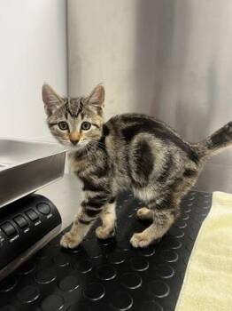 Gelato -  Domestic Short Hair Cat for Adoption in Roseville, California - Gelato | PetCurious