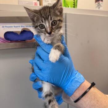 Domestic Short Hair Cats Available for Adoption in Columbiana, Alabama - Treasure | PetCurious