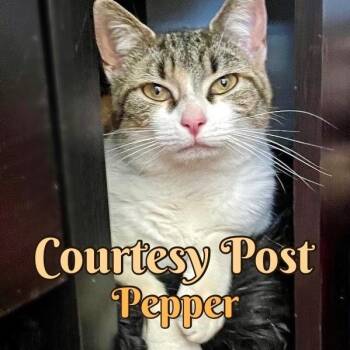 Pepper -  Calico and Tabby Cat for Adoption in Silver Spring, Maryland - Pepper | PetCurious