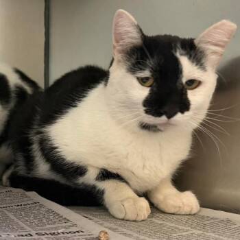 G&F Siblings: Frankie (16937) -  Domestic Short Hair Cat for Adoption in Washington, District Of Columbia - G&F Siblings: Frankie (16937) | PetCurious