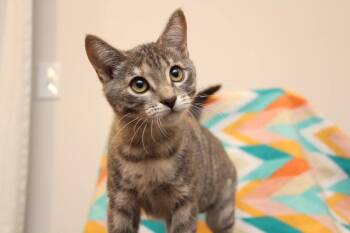 Tori -  Domestic Short Hair Cat for Adoption in Vancouver, Washington - Tori | PetCurious