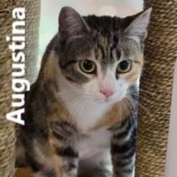 Rescue Domestic Short Hair Cats for Adoption in Olympia, Washington - Augustina | PetCurious