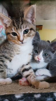 Rescue Domestic Short Hair Cats for Adoption in Mission Viejo, California - Barbara Walters | PetCurious