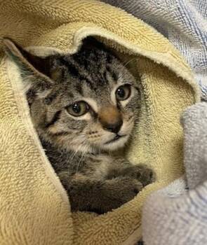 Gonzo -  Domestic Short Hair Cat for Adoption in Vancouver, Washington - Gonzo | PetCurious