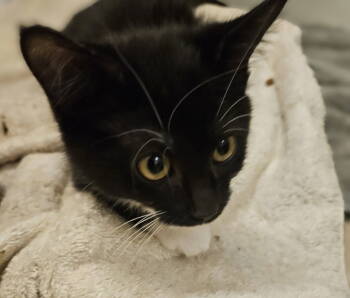 Rescue Domestic Short Hair Cats for Adoption in Herndon, Virginia - Sterla | PetCurious