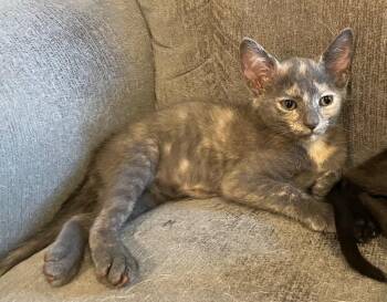 Domestic Short Hair Cats Available for Adoption in Gorham, Maine - Sunbeam | PetCurious