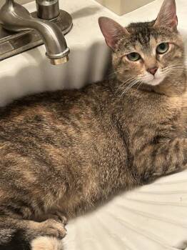 Aster -  Domestic Short Hair Cat for Adoption in Lewisburg, Tennessee - Aster | PetCurious