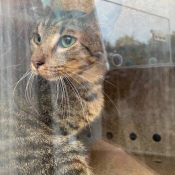 Amethyst -  Domestic Short Hair Cat for Adoption in Philadelphia, Pennsylvania - Amethyst | PetCurious
