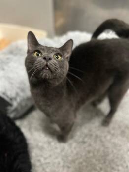 Burks -  Domestic Short Hair Cat for Adoption in Fruit Heights, Utah - Burks | PetCurious
