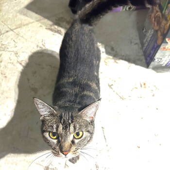 Rescue Tabby Cats for Adoption in Fort Myers, Florida - Miss Trixie | PetCurious