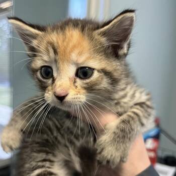 Domestic Short Hair Cats Available for Adoption in Greensboro, North Carolina - Bellagio | PetCurious