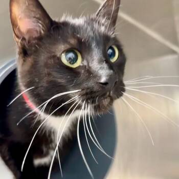 Gaby -  Domestic Short Hair Cat for Adoption in Chicago, Illinois - Gaby | PetCurious