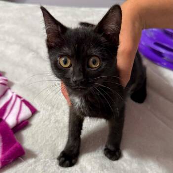 Mahjong -  Domestic Short Hair Cat for Adoption in Williston, Florida - Mahjong | PetCurious