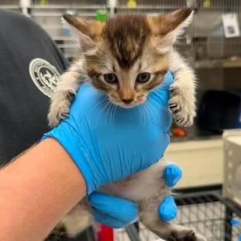 Katniss 26-08-118 -  Domestic Short Hair Cat for Adoption in Bastrop, Texas - Katniss 26-08-118 | PetCurious