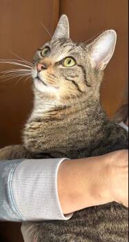 Domestic Short Hair Cats Available for Adoption in New Woodstock, New York - MICK | PetCurious