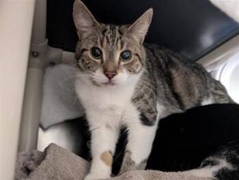 Deuxieme chance -  Domestic Medium Hair and Domestic Short Hair Cat for Adoption in Montreal, Quebec - Deuxieme Chance | PetCurious