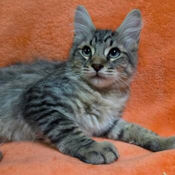 SLATER -  Domestic Medium Hair Cat for Adoption in Graham, Washington - SLATER | PetCurious