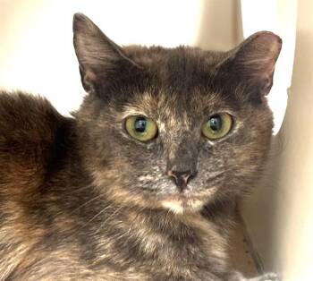 PANINI -  Domestic Short Hair Cat for Adoption in Dedham, Massachusetts - PANINI | PetCurious