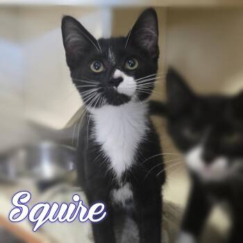 Squire -  Domestic Short Hair Cat for Adoption in Hillsboro, Ohio - Squire | PetCurious