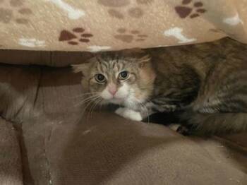 Rescue Domestic Medium Hair and Domestic Short Hair Cats for Adoption in Louisville, Kentucky - Doug The Destroyer | PetCurious