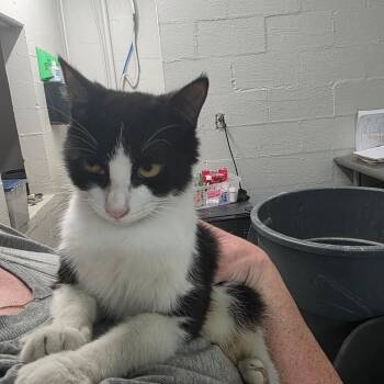 Little Momma -  Domestic Short Hair Cat for Adoption in Clanton, Alabama - Little Momma | PetCurious