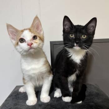 Domestic Short Hair Cats Available for Adoption in Renton, Washington - Carrot And Radish | PetCurious