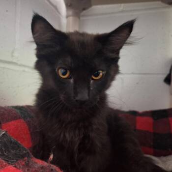 Figaro -  Domestic Long Hair Cat for Adoption in Albert Lea, Minnesota - Figaro | PetCurious