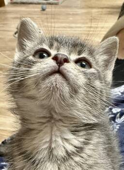 Tabby Cats Available for Adoption in Wayne, New Jersey - Ramen | PetCurious