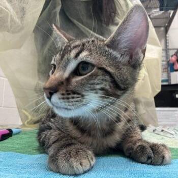 Buddy -  Domestic Short Hair Cat for Adoption in Murray, Utah - Buddy | PetCurious