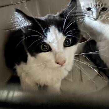 Suki - Kitten 1 -  Domestic Short Hair Cat for Adoption in Bend, Oregon - Suki - Kitten 1 | PetCurious