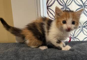 Graham- Not at the Shelter (Faith) -  Calico and Domestic Medium Hair Cat for Adoption in Rustburg, Virginia - Graham- Not At The Shelter (Faith) | PetCurious