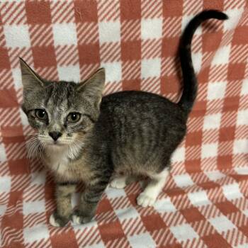 Rescue Domestic Short Hair Cats for Adoption in Waterloo, Iowa - Elivra | PetCurious