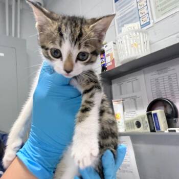 Biscuit -  Domestic Short Hair Cat for Adoption in Summerville, South Carolina - Biscuit | PetCurious