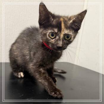 Banjo -  Domestic Short Hair Cat for Adoption in Tampa, Florida - Banjo | PetCurious