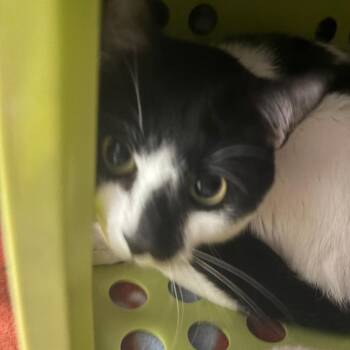 Ben -  American Shorthair Cat for Adoption in Brockton, Massachusetts - Ben | PetCurious