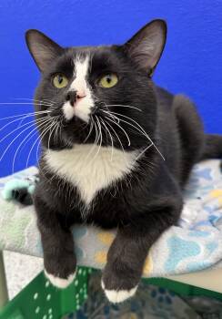 Domestic Short Hair Cats Available for Adoption - Maverick | PetCurious