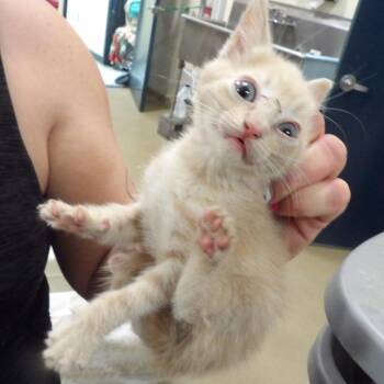 Greg -  Domestic Short Hair Cat for Adoption in New York, New York - Greg | PetCurious